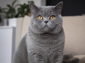Фото героя — кот